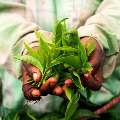 How Buying Fairtrade Food Helps People