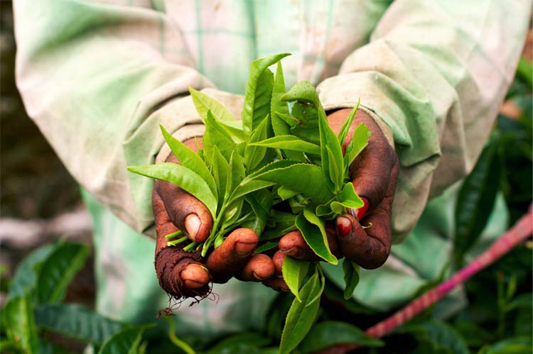 How Buying Fairtrade Food Helps People