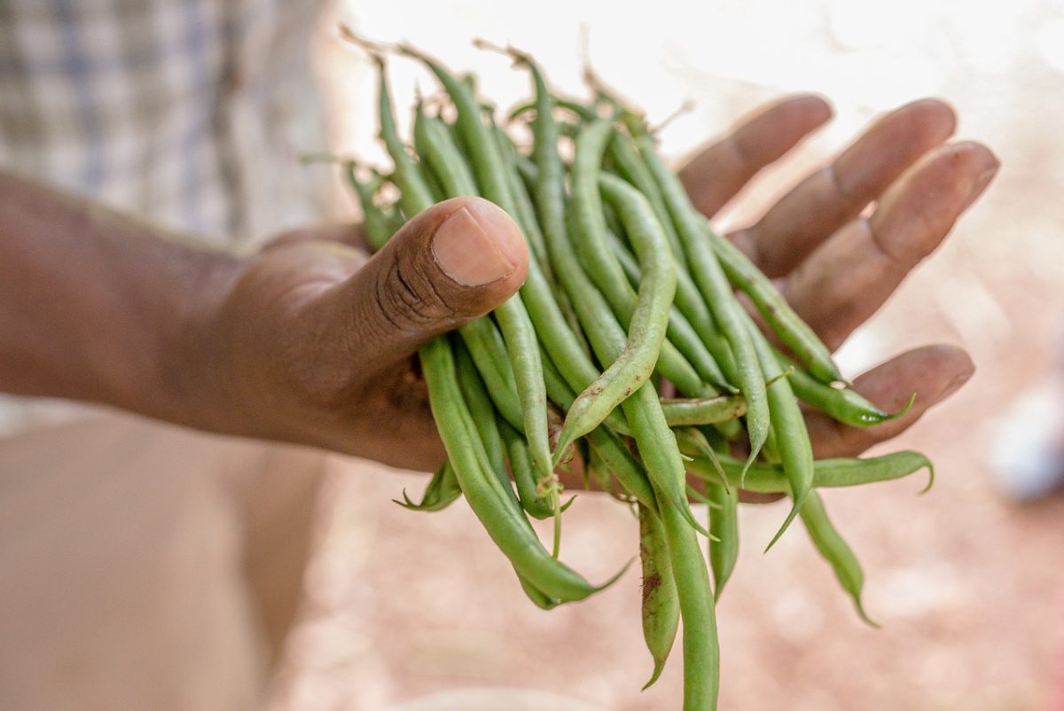 Can You Eat Raw Green Beans? Substitute Of Green Beans