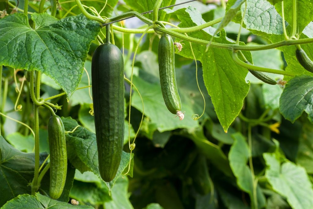 My Cucumber Leaves Are Turning White, What Should I Do? | By Recipedev