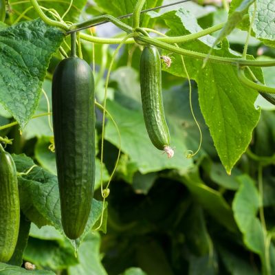 My Cucumber Leaves Are Turning White, What Should I Do? | By Recipedev