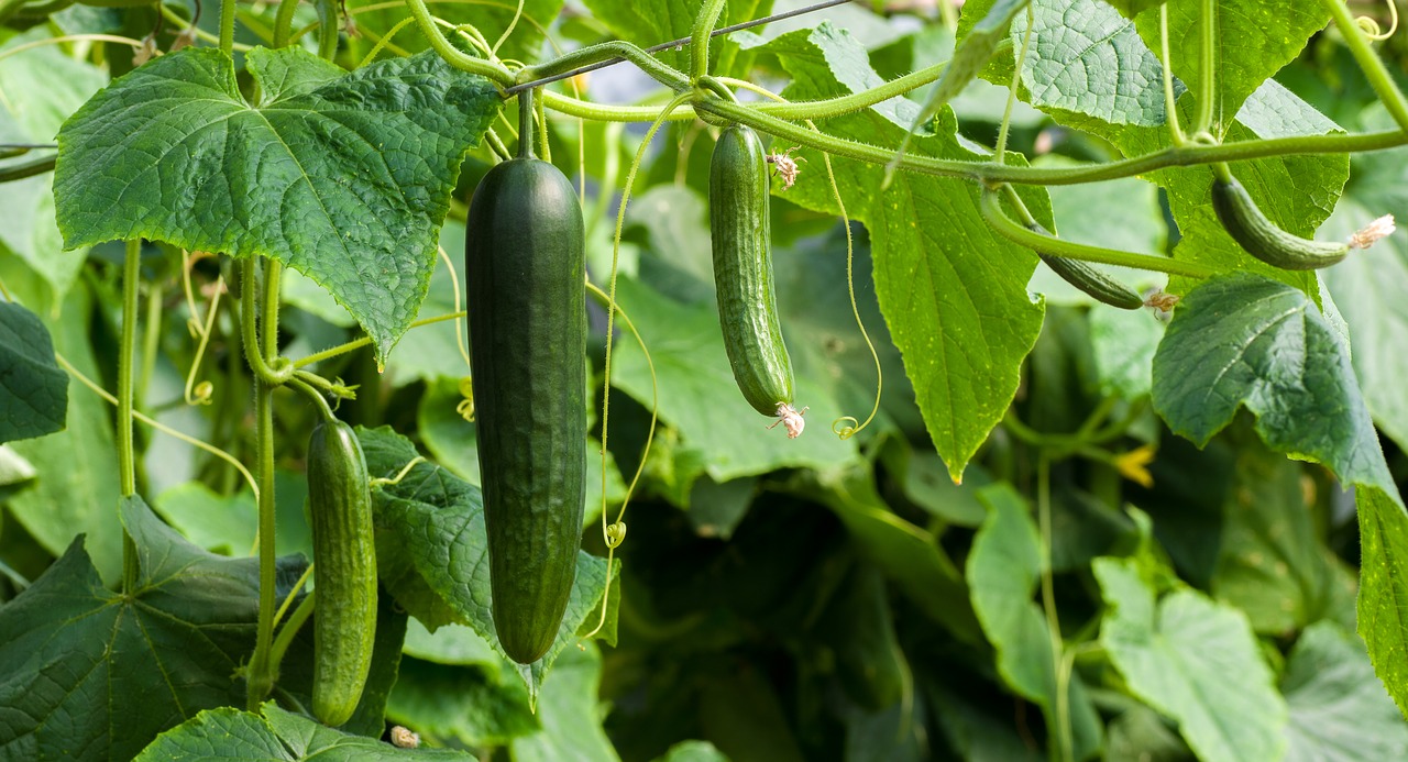 Cucumber leaves turning white