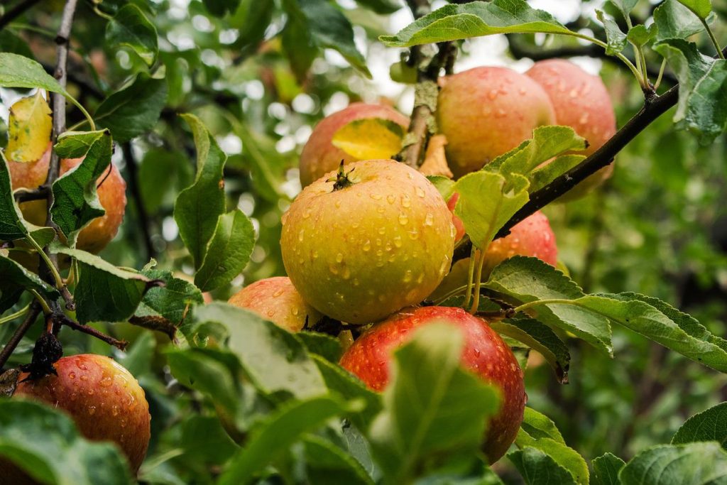 8 Must Know Benefits Of Your Favorite Type Of Apple