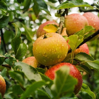 8 Must Know Benefits Of Your Favorite Type Of Apple