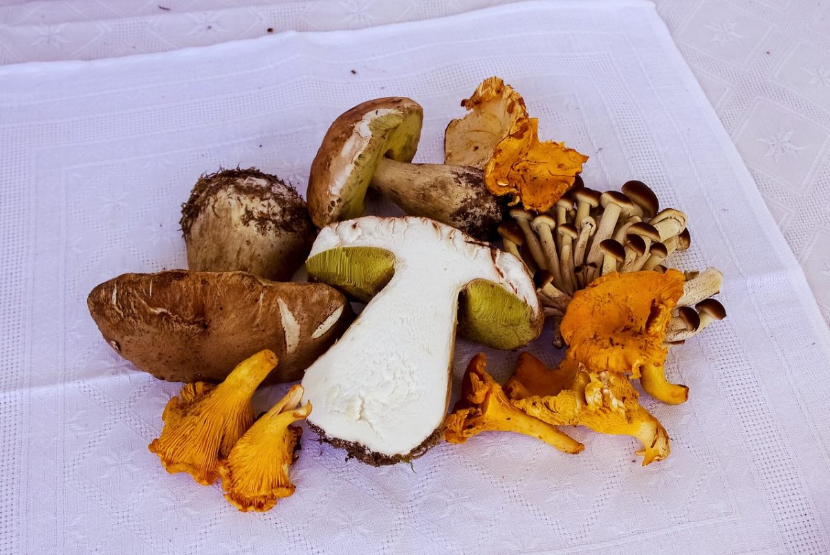 Dried Porcini Mushrooms Substitute Porcini Mushrooms Dried