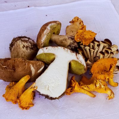 The Art Of Cooking A Dish With Dried Porcini Mushrooms | High-Quality Taste