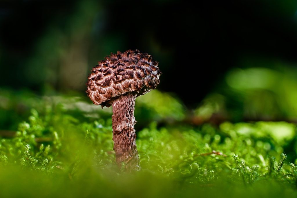 4 Proper Techniques for Storing Mushrooms to Maximize Freshness and Flavor