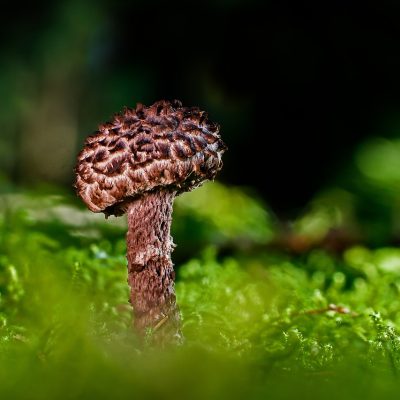 4 Proper Techniques for Storing Mushrooms to Maximize Freshness and Flavor