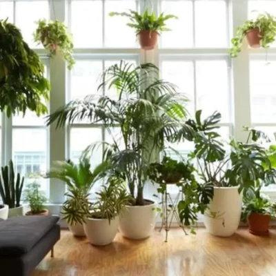 Illuminating Life: How Plant Lights Can Enhance Urban Living